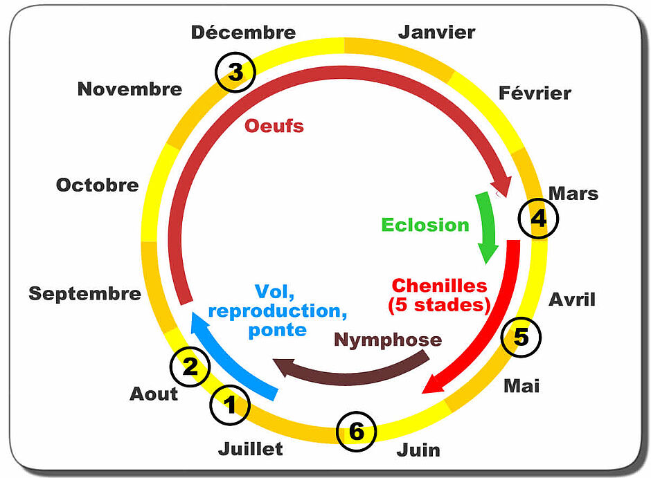 Septembre à février : oeufs. Mars : éclosion. Avril-mai : chenilles. Juin-juillet : nymphose. Juillet-aout : vol, reproduction, ponte.  