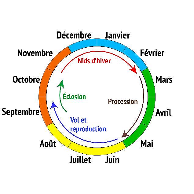Novembre à février : nids d'hiver. Mars à mai : procession. Juin à septembre : vol et reproduction. Septembre-octobre : éclosion. 
