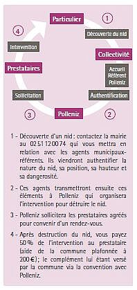 Schéma de la marche à suivre en cas de découverte de nid de frelons asiatiques