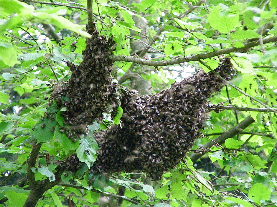 Essaim d'abeilles