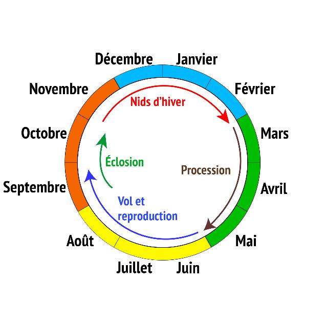 Novembre à février : nids d'hiver. Mars à mai : procession. Juin à septembre : vol et reproduction. Septembre-octobre : éclosion. 