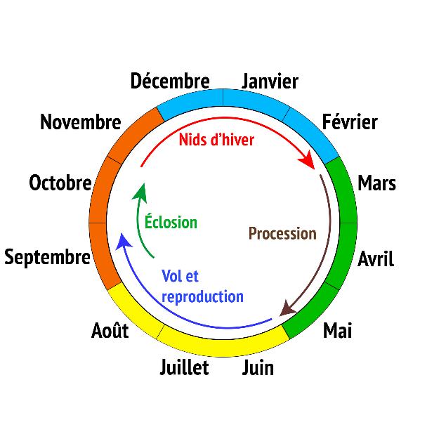 Novembre à février : nids d'hiver. Mars à mai : procession. Juin à septembre : vol et reproduction. Septembre-octobre : éclosion.