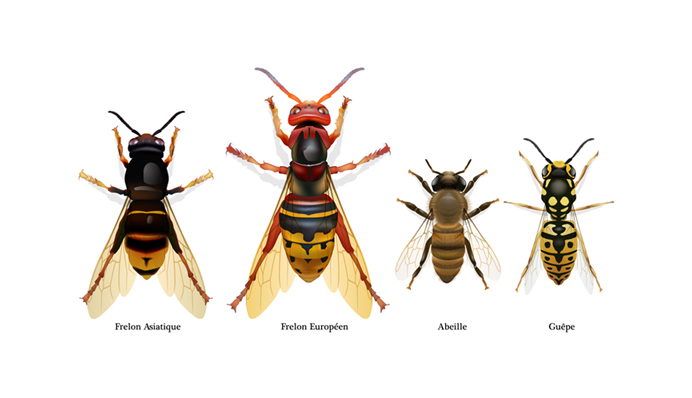 Illustration de frelons asiatiques et commun, abeilles et guêpes